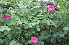 flowers_053