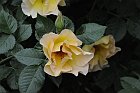 flowers_066