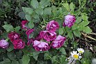 flowers_069
